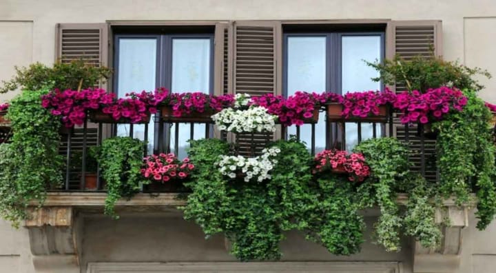 A balcony full of flowes and vines